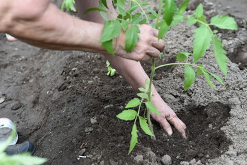 With callused hands, an elderly woman plants tomato seedlings in the prepared soil.