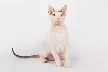 Don Sphynx cat on colored backgrounds