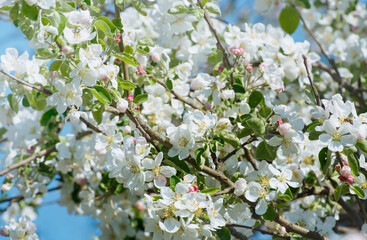 Spring Apple Blossom over blue sky.