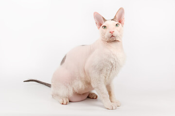 Don Sphynx cat on colored backgrounds