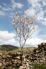 &aacute;rbol cerezo en el campo