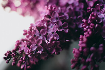 Fresh beautiful bouquet of dark purple lilac with dew. Beautiful little flowers by the window.