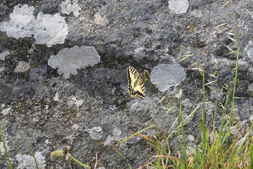 mariposa
