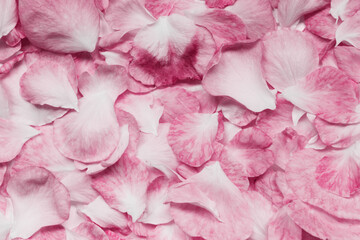 Blurred image of rose petals backdrop, close up view. Nature, female, botanical concept. 