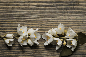 Jasmine branch on a wooden background. White jasmine flowers on brown wooden backdrop, horizontal view, space for text.