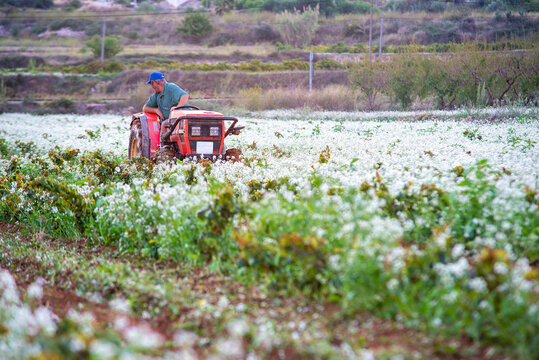 Terreno de vi&ntilde;as labrando con tractor entre flores blancas y vi&ntilde;as.