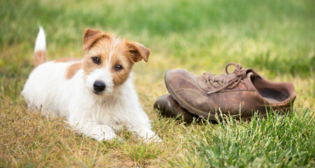 Naughty cute happy jack russell terrier dog puppy looking in the grass with chewed shoes. Pet...
