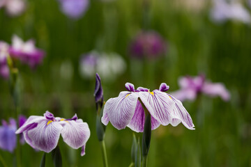Fototapeta premium 色鮮やかな菖蒲の花 東京都葛飾区 日本