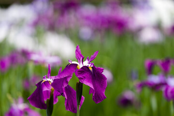 色鮮やかな菖蒲の花 東京都葛飾区 日本