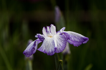 色鮮やかな菖蒲の花　東京都葛飾区　日本