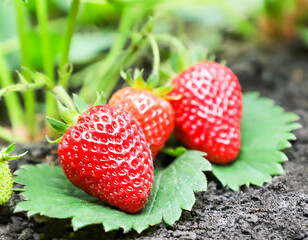 Strawberries with leaves close-up in the garden