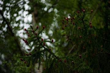 Obraz premium Picea abies Acrocona - Norway Spruce