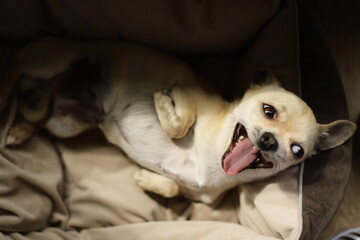 Closeup portrait of small funny beige mini chihuahua dog, puppy laying in dog bed