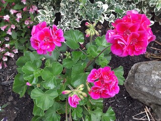 pink roses in a garden