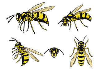 Collection of wasps isolatd on white. Vector illustration.