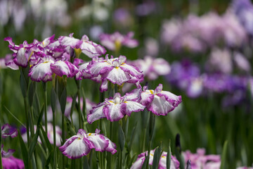 色鮮やかな菖蒲の花　東京都葛飾区　日本