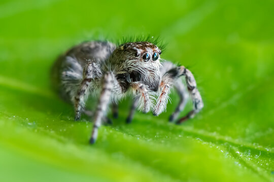 Cute little jumping spider on the green leaf. A portrait of a jumping spider.