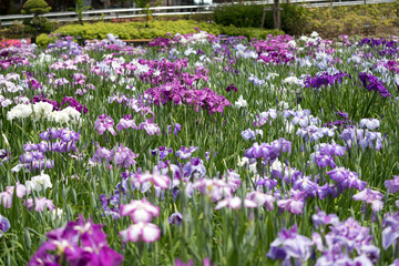 色鮮やかな菖蒲の花　東京都葛飾区　日本