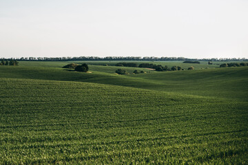 Beautiful spring landscape. Green fields with trees on the hills. Agriculture, nature, wheat, grass.