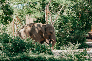 Elephants at the zoo Berlin
