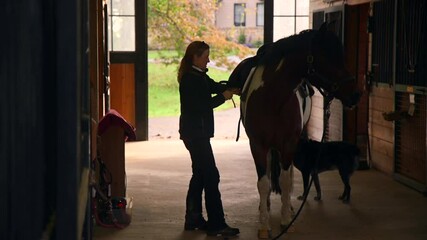 Woman Tightening Girth on Chincoteague Pony in a Barn