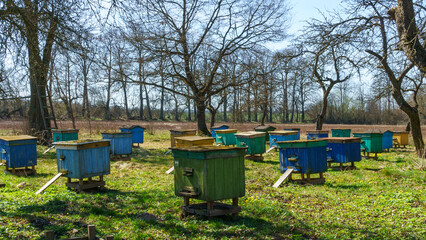 Colorful wooden beehives and bees in apiary near white acacia forest. Beekeeping or apiculture. Concept of countryside business.