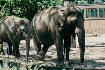 Elephants at the zoo Berlin
