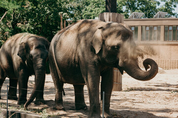 Elephants at the zoo Berlin