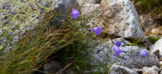 A group of blue flowers Campanula kladniana on a rock shelf in the mountains.