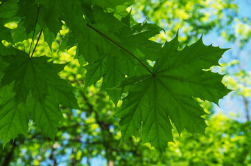 Fototapeta na wymiar Green nature background with maple leaves background