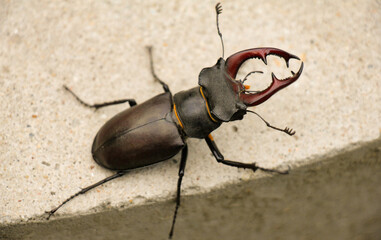 Close-up of a stag beetle on pavement