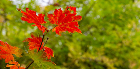 Red maple leaf on a background of green autumn nature