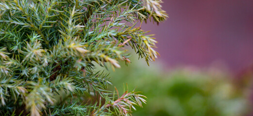 Green juniper branch close-up with blurry background