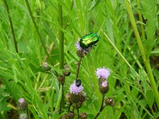 A green June beetle on a wild Teasel flower, in the garden. 