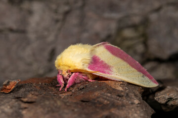 Beautiful Rosy Maple Moth (Dryocampa Rubicunda)