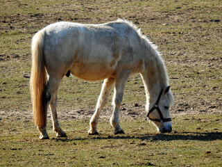 przedwiosnie 2020 konie na pastwisku w miejscowosci jurowce na podlasiu w polsce © Jacek Sakowicz