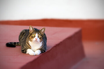 Gato en azotea mirando arriba