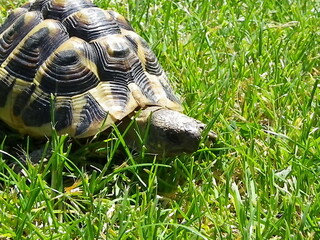 tortue terrestre 