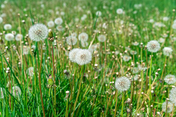 dandelions on a green field in summer time