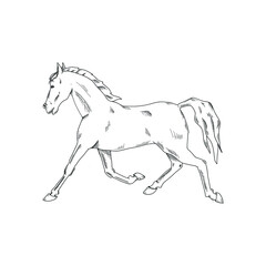 Running horse isolated on white. Vector illustration.
