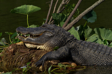 American alligator on lily pad mound in Florida