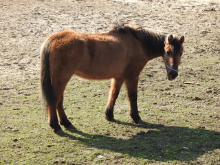 przedwiosnie 2020 konie na pastwisku w miejscowosci jurowce na podlasiu w polsce © Jacek Sakowicz