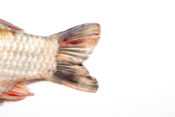Tail of a crucian fish. Place for an inscription. Isolate
