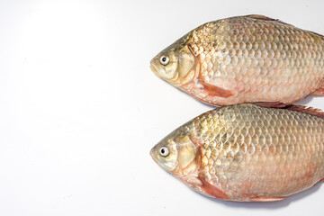 Crucian fish on a white background. Isolate.