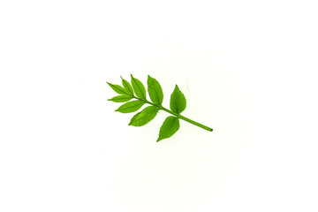 The leaves on the white background.