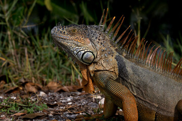 Invasive iguana in tropical Florida - Powered by Adobe