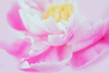 Pink peony flower. Soft focus, pink floral background