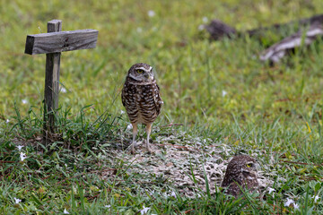 Burrowing owl by manmade perch