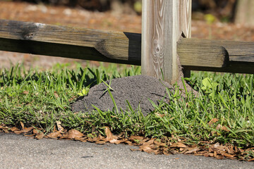 Large red ant mound hiding under a fence post in Florida, USA.
