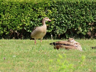 Egyptian geese on green lawn